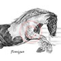 Gypsey Vanner Horse Portrait Drawing