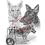 Pencil Portrait Drawing of German Shepherds Handicapped Dog