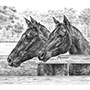 Custom pencil drawing of two horses