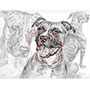 Pencil Portrait Drawing of Pit Bull Dogs