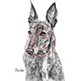 Turbo the Greyound Dog Pencil Pet Portrait