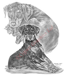 Doberman Pinscher puppy pencil drawing by Kelli Swan