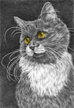 "Whiskers" cat drawing by Kelli Swan