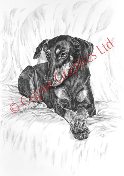 "Beauty Pose" doberman pinscher dog pencil drawing by Kelli Swan