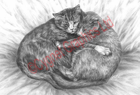 "Cuddly Cats" cat drawing by Kelli Swan