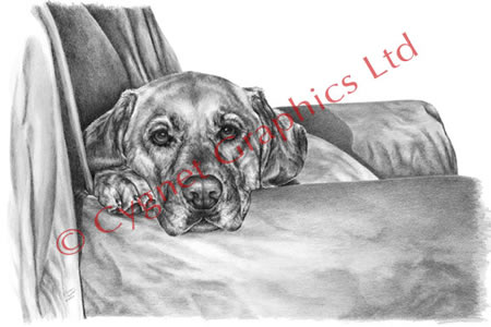 "My Favorite Chair" Labrador dog pencil drawing by Kelli Swan