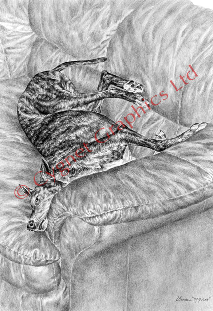 "Wake Me for Dinner" Greyhound dog drawing by Kelli Swan