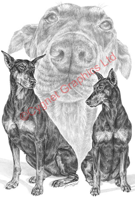 Doberman pinscher dog montage - pencil drawing by Kelli Swan