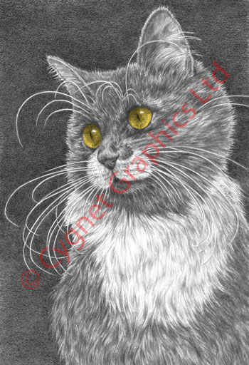Cat with whiskers drawing by Kelli Swan