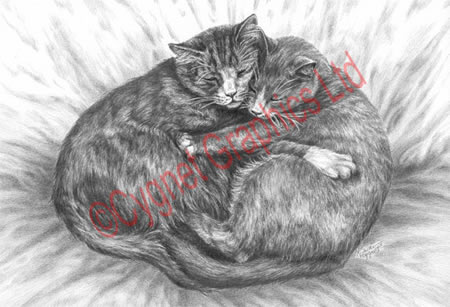 Two cats cuddling - pencil drawing by Kelli Swan