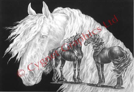 Friesian horse montage - pencil drawing by Kelli Swan