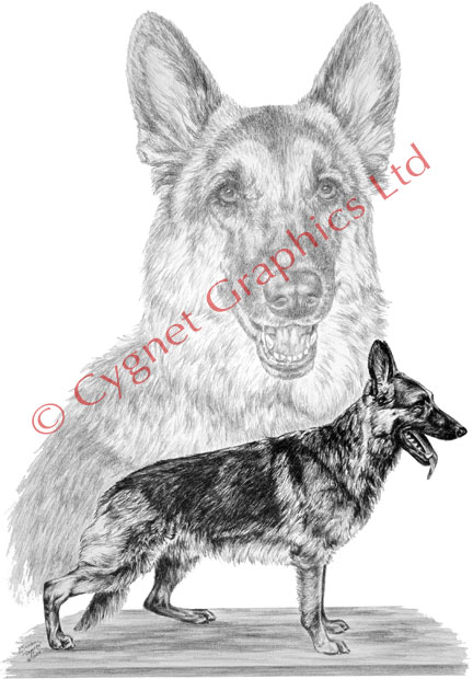 German Shepherd Dogs - pencil drawing by Kelli Swan