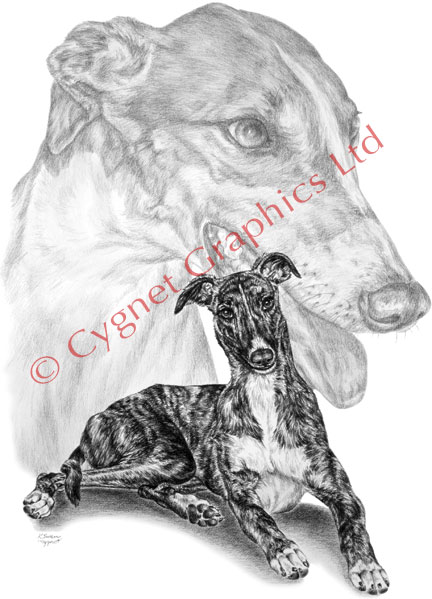 Greyhound dog portrait - pencil drawing by Kelli Swan
