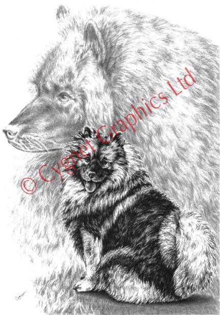 black and white keeshond dogs - pencil drawing by Kelli Swan