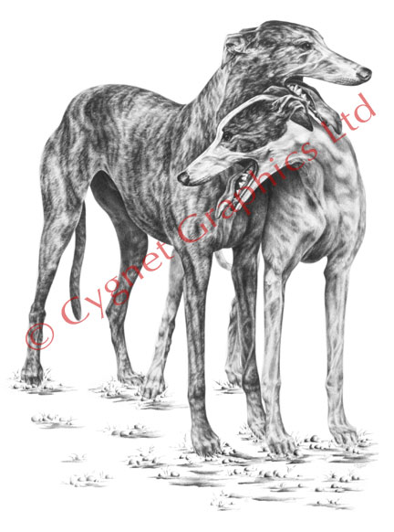 Two greyhound dogs hugging leaning - pencil drawing by Kelli Swan
