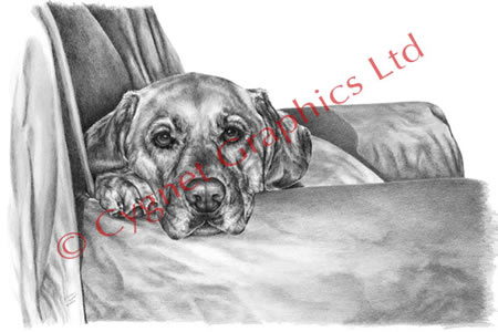 Labrador dog on Sofa - pencil drawing by Kelli Swan