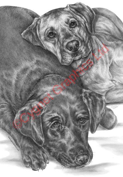 Labrador dogs napping - pencil drawing by Kelli Swan