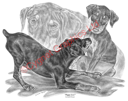 Doberman puppies at play - pencil drawing by Kelli Swan