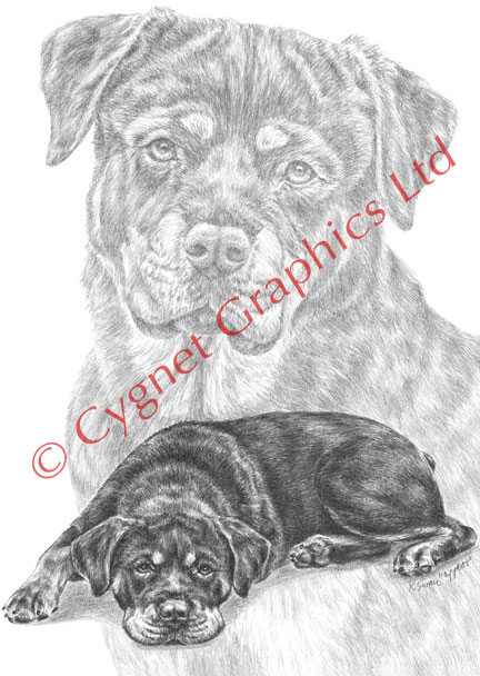 Rottweiler dog portrait - pencil drawing by Kelli Swan