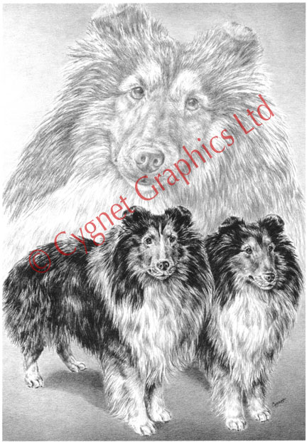 Black and White Sheltie illustration - pencil drawing by Kelli Swan