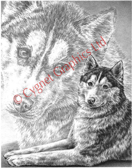 Siberian Husky Dogs - pencil drawing by Kelli Swan