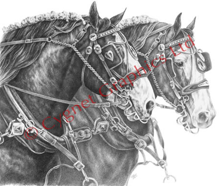 Two clydesdale horse team - pencil drawing by Kelli Swan