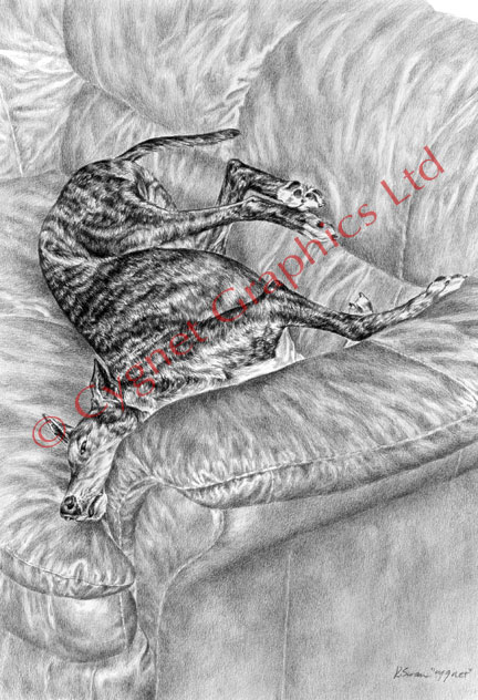 Greyhound on Couch Sofa - pencil drawing by Kelli Swan