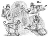 pencil portrait of afghan hound dog