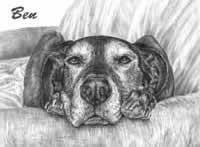 ben the dog portrait