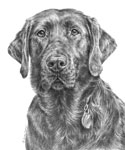 Breeze the Labrador Dog portrait drawing