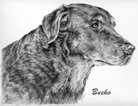 custom dog portrait
