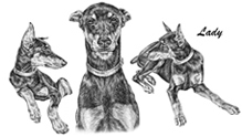 doberman portrait