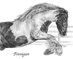 gypsy vanner horse portrait
