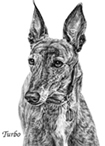 greyhound dog portrait