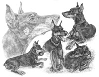 pencil portrait of doberman pinscher dog