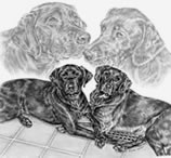 labrador dogs portrait