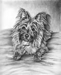 little dog portrait