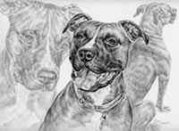 pit bull portrait