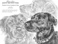 pencil portrait of a rescue dog terrier mix
