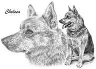 pencil portrait of shepherd mix dog