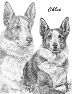 pencil portrait of shepherd mix dog