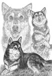 pencil portrait of siberian husky dog