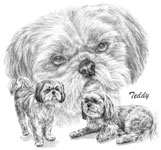 pencil portrait of Shih Tzu Dog