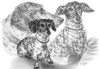 jack russell dog portrait