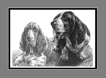 Basset Hound Dog Art BW