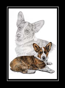 corgi dog print color