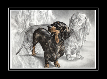 Tinted Dachshund Print