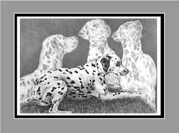 Dalmatian Dog Art BW