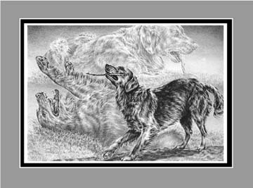 Golden Retriever Dog Art BW
