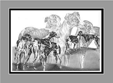 Greyhound Dogs Art BW